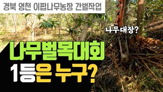 저 나무대장, 너무 섭섭합니다 : 나무농사 간벌대회 1등은 과연 누구? | 나무대장