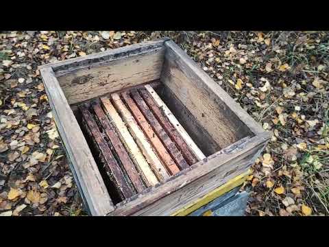 Пчеловодство.Что делать с маломёдними рамками на пасеке. Состояние пойманного летнего роя в октябре.