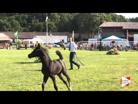 N.81 CBA KHONGOO - Ströhen 2015 B-Show - Foals (Class A/B)