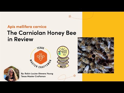Apis mellifera carnica   The Carniolan Honey Bee in Review 1 1