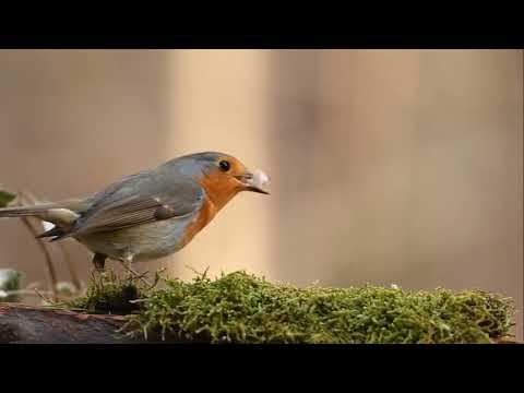 Joyce Meyer Deutschland 2023  - 04.04. | Der Name JESUS hat