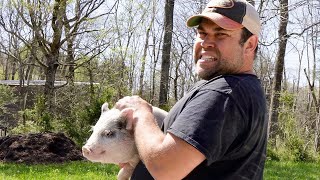 Animal Eviction Notice