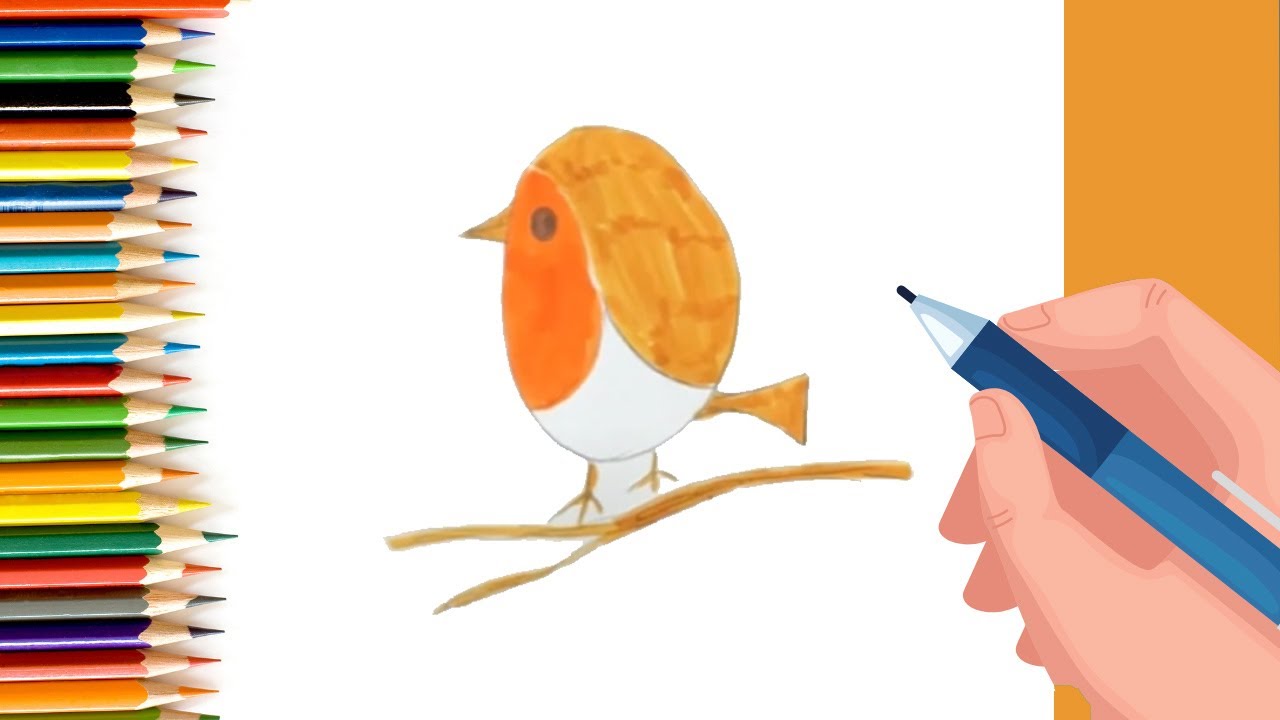 How to draw Robin Bird for Kids