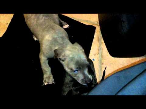 Crixus the Blue Gaul!  6weeks almost