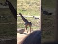 San Diego Safari Park Tram Ft Giraffes Buffalos Shot On IPhone 13 Pro Max