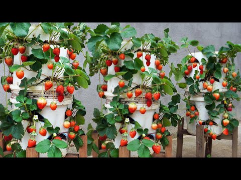 Let s grow bitter melon for your family this way it s very fruity and easy to make