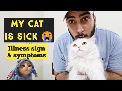 How to tell if your Cat is sick and in pain | Cat sickness sign & symptoms | Common diseases in Cats