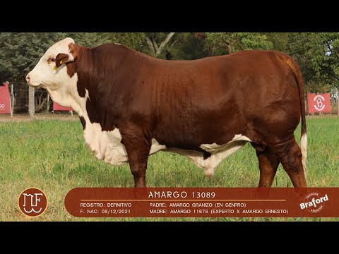 C 15 - AMARGO 13089