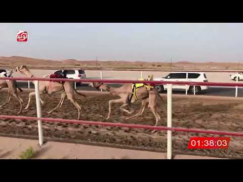  ش 8 (شاهين) لـ حمد معيوف بن سالم الدرعي 3:04:32 ، شارة الصندوق 2026/08/14 فطامين الرقيعات