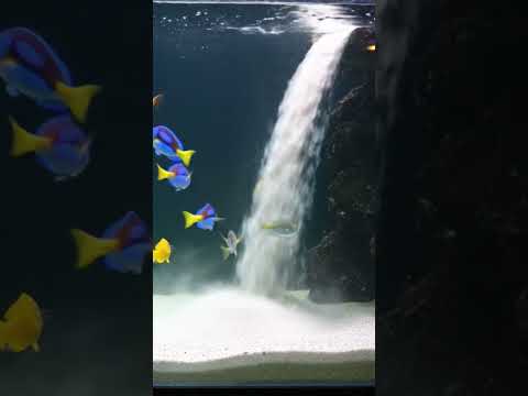 Sandfall design #music #dj #electronicmusic #housemusic #edm #bettafish #betta #singer #fish