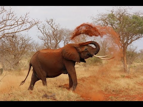 Shuhudia Uchokozi wa Tembo unavyowatesa wananchi Namtumbo.