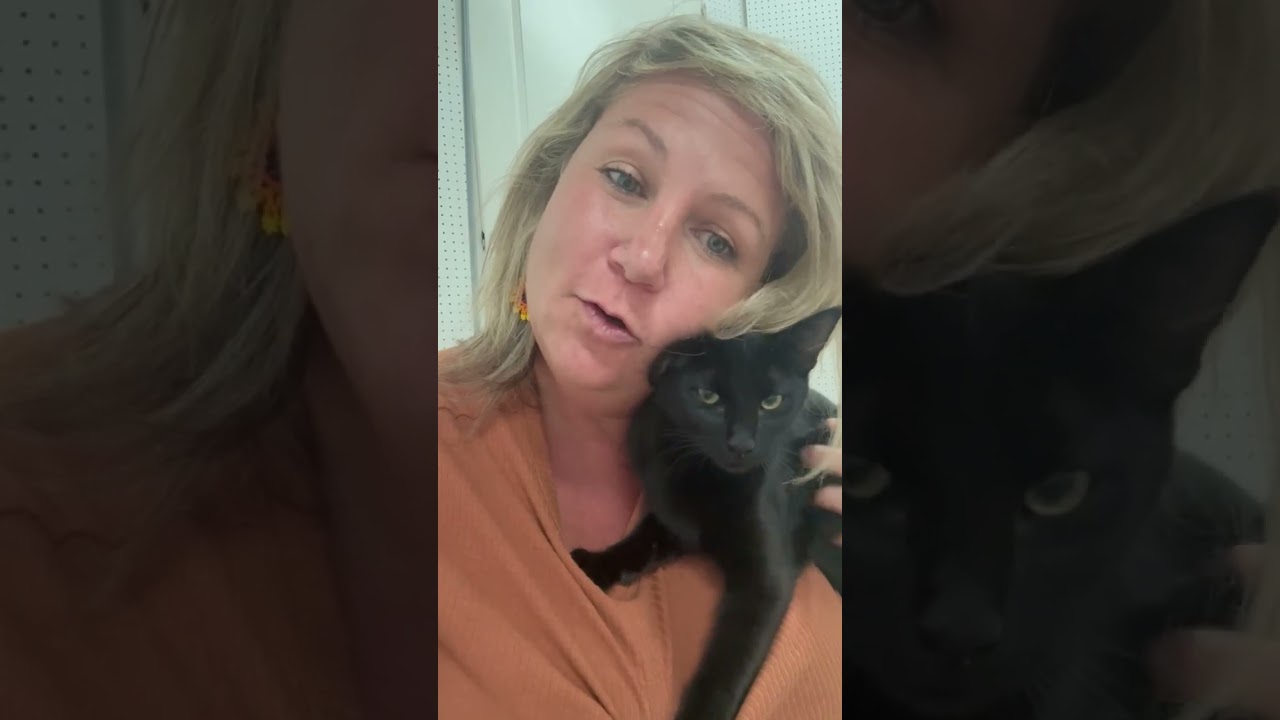 Enlarge Binx, a Adopted Domestic Short Hair in Highlands Ranch, CO video 2/5
