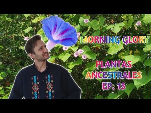 , title : 'Morning Glory - PLANTAS ANCESTRALES EP. 13'