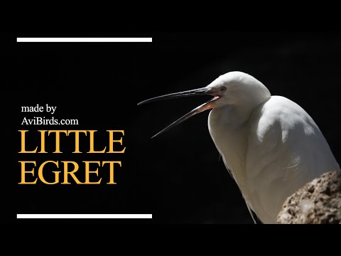 Volavka strieborná (Egretta garzetta) — Little Egret videodokument