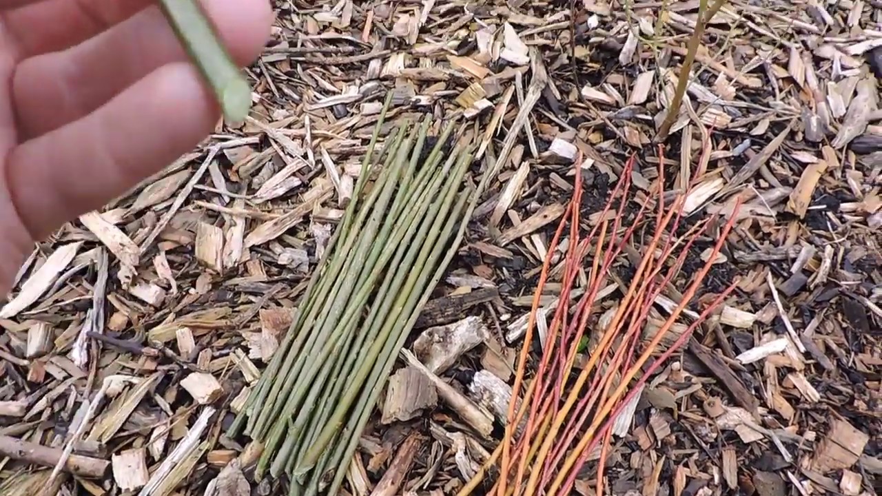 How to plant Willow Cuttings - 2 Types - NEW VIDEO LINK BELOW - YouTube