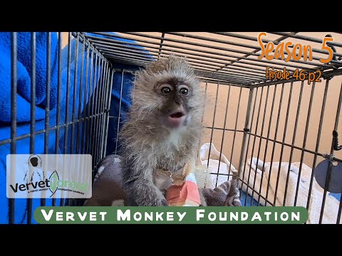 Two seriously injured monkeys need our help