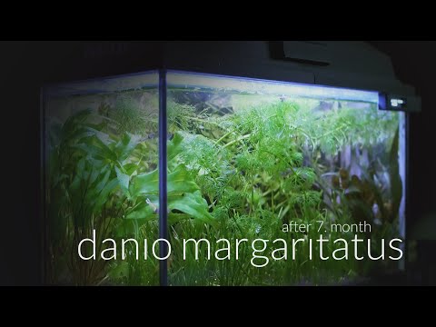 TinyWorld: month 07 Danio margaritatus