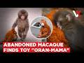 Rejection To Viral Love Baby Monkey Punch Hugs Plush Mother Japan Zoo Crowds Surge VERTEX