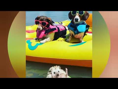 Videos de ANIMAIS engraçados 2021