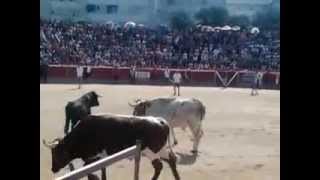 preview picture of video 'encierro collado villalba 2014 , cogidas y pastores que no pueden controlar a sus cabestros'
