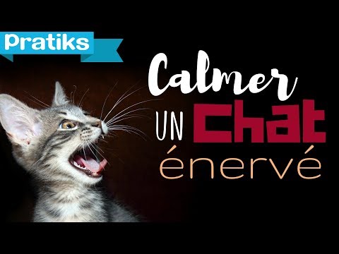 comment soulager chaleur chat