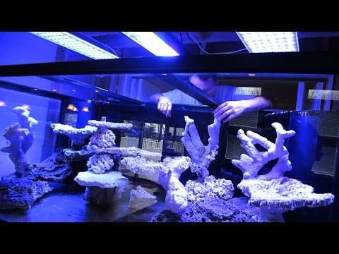 Building The Ultimate Reef Tank!!