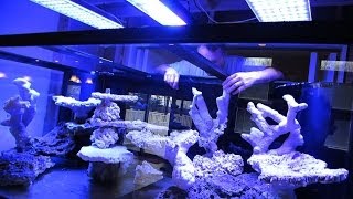 Building The Ultimate Reef Tank!!