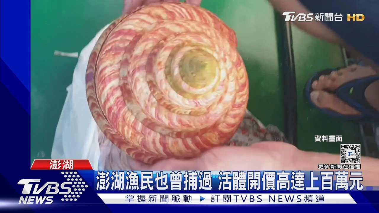 宜蘭漁民龜山島海域!捕獲活化石「龍宮貝」