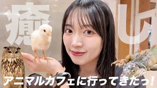 【癒し☁️】念願のアニマルカフェでまさかのモテモテになりました🐶♡