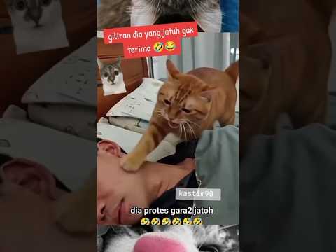 SI OYEN KENA TENDANG BABUNYA🤣 #cat #shortsfeed