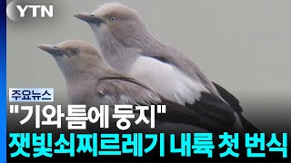 "기와 틈에 둥지"...잿빛쇠찌르레기 내륙 첫 번식 / YTN