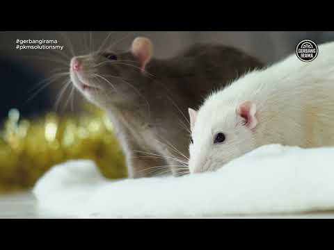 Cikgu Naim - Rat (Tikus) | Lyrics & Subtitles