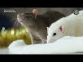 Cikgu Naim Rat Tikus Lyrics Subtitles