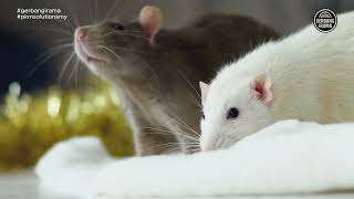 Download lagu Cikgu Naim - Tikus | Lirik & Subtitles mp3