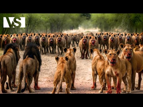 LEONES VS HIENAS | La Batalla Más Brutal de la Sabana Africana - Documental Animales