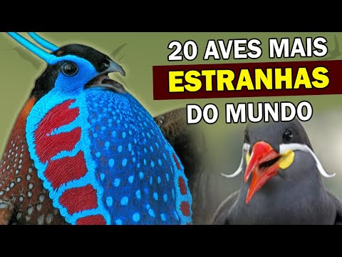 AVES MAIS ESTRANHAS DO MUNDO! Pássaros bizarros, muito estranhos, MAS QUE EXISTEM de verdade!