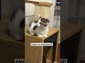 Easiest kitten rescue ever 🐾 - Flatbush Cats Easiest kitten rescue ever 🐾