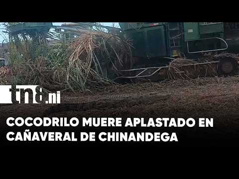 Cocodrilo muere aplastado presuntamente en un cañaveral de Chinandega