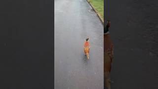 Bird Guiding To Graveyard- Must watch and Share it