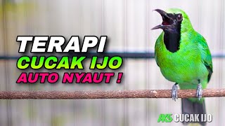 Download lagu AUTO NYAUT !! TERAPI CUCAK IJO DONGKRAK EMOSI CEPAT BUAT IJO DEWASA JAMTROK COCOK UNTUK BAHAN mp3