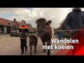 Wandelen met koeien