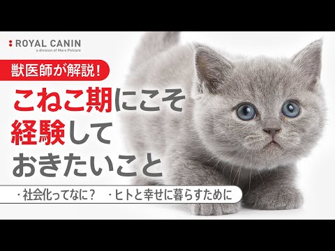 ロイヤルカナンについて詳しく解説