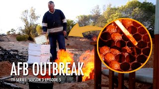 Weather Woes and AFB Outbreak - A Beekeeper's Trial | The Bush Bee Man