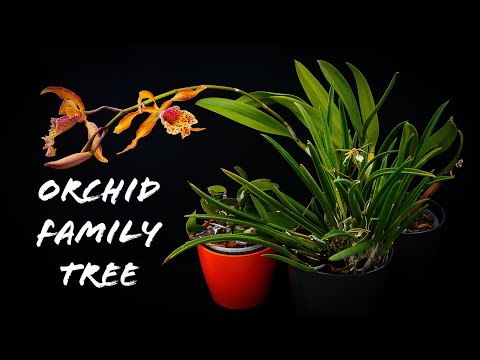 Orchid Hybrids - How my Orchids are related!