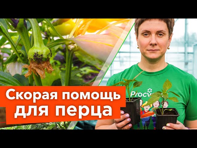 СПАСИТЕ ПЕРЦЫ ОТ ВСЕХ НАПАСТЕЙ! Диагностика перцев по внешнему виду и действенные решения проблемы