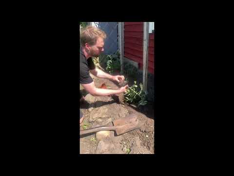 Olofs tomattips, tomatpåle bland annat.