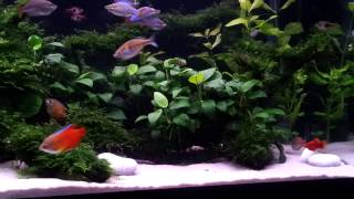 Download lagu fluval roma 200 planted aquarium mp3 Download lagu fluval roma 200 planted aquarium mp3