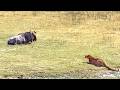 Sleeping Wildebeest Gets Ambushed By Leopard