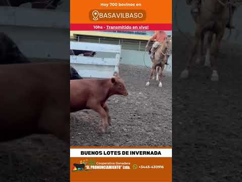 Oportunindad! Excelente Invernada - Basavilbaso 03-03-2026 | Coop. Ganadera El Pronunciamiento