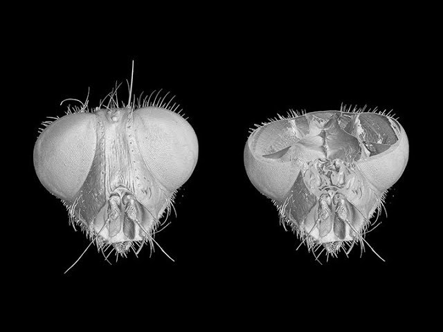 Looking inside a fly's head vide